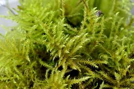 Attēlu rezultāti vaicājumam “Brachythecium rivulare”