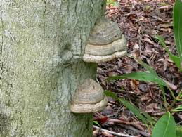 Attēlu rezultāti vaicājumam “Fomes fomentarius”