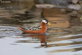 Attēlu rezultāti vaicājumam “Phalaropus fulicarius adult”