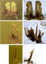 Attēlu rezultāti vaicājumam “Ommatoiulus vilnensis”