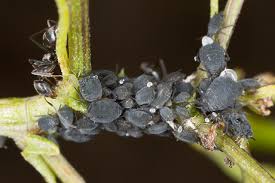 Attēlu rezultāti vaicājumam “Aphis jacobaeae”