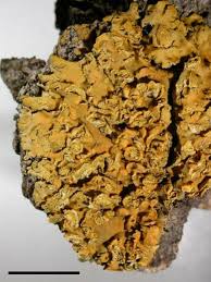 Attēlu rezultāti vaicājumam “Xanthoria fulva”