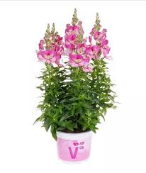 Image result for Antirrhinum majus
