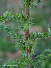 Attēlu rezultāti vaicājumam “Sonchus asper”