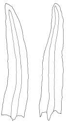 Attēlu rezultāti vaicājumam “Gymnostomum calcareum”