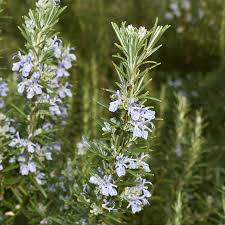 Image result for Rosmarin