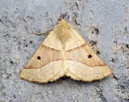 Attēlu rezultāti vaicājumam “Crocallis elinguaria”