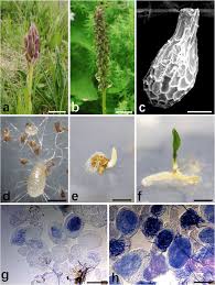 Attēlu rezultāti vaicājumam “Gymnadenia conopsea fruit”