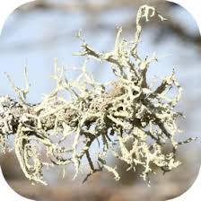 Attēlu rezultāti vaicājumam “Evernia mesomorpha”