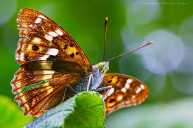 Attēlu rezultāti vaicājumam “Apatura ilia male”