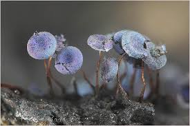 Attēlu rezultāti vaicājumam “Physarum pezizoideum macro”