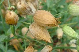 Attēlu rezultāti vaicājumam “Silene vulgaris bud”