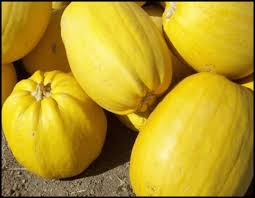 Attēlu rezultāti vaicājumam “Cucurbita pepo”