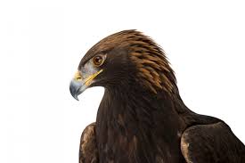 Attēlu rezultāti vaicājumam “Aquila chrysaetos”