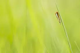 Attēlu rezultāti vaicājumam “Catoptria margaritella”