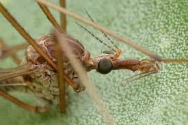 Attēlu rezultāti vaicājumam “Tipulidae”