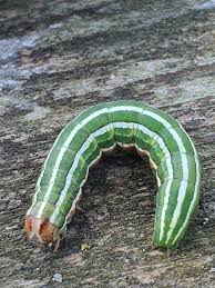 Attēlu rezultāti vaicājumam “Panolis flammea”