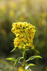 Attēlu rezultāti vaicājumam “Solidago virgaurea”