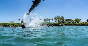 Image result for Belfairs Dolphins Snorkelling Club