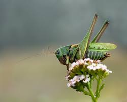 Attēlu rezultāti vaicājumam “Decticus verrucivorus”