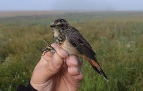 Attēlu rezultāti vaicājumam “Luscinia svecica”