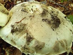 Attēlu rezultāti vaicājumam “Amanita strobiliformis”