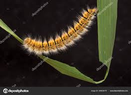 Attēlu rezultāti vaicājumam “Lasiocampa trifolii”