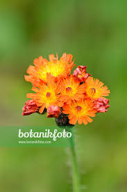 Image result for Hieracium aurantiacum