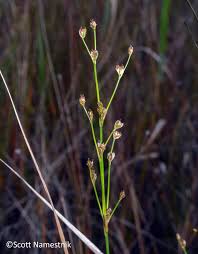 Attēlu rezultāti vaicājumam “Juncus alpinoarticulatus”