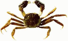 Image result for Eriocheir sinensis