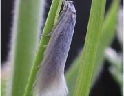 Attēlu rezultāti vaicājumam “Elachista argentella”