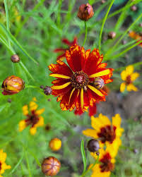 Image result for Coreopsis
