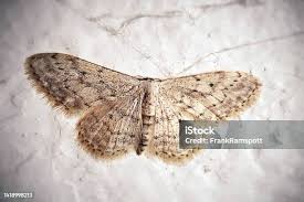 Attēlu rezultāti vaicājumam “Idaea seriata”