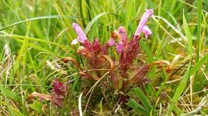 Attēlu rezultāti vaicājumam “Pedicularis palustris fruit”