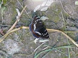 Attēlu rezultāti vaicājumam “Limenitis populi upperside”