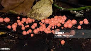 Attēlu rezultāti vaicājumam “Lycogala cf. oleocrystalliferum macro”