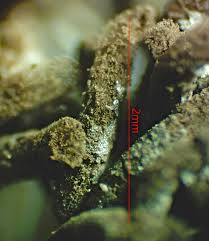 Attēlu rezultāti vaicājumam “Stemonitopsis aequalis var. microspora macro”