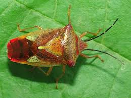 Attēlu rezultāti vaicājumam “Acanthosoma haemorrhoidale”