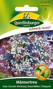 Image result for Männertreu