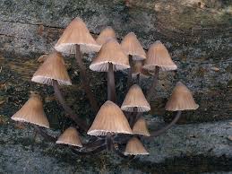 Attēlu rezultāti vaicājumam “Mycena stipata”