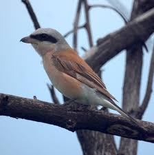 Attēlu rezultāti vaicājumam “Lanius collurio male”