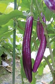 Afbeeldingsresultaat voor fengyuan purple eggplant