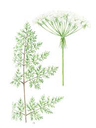 Attēlu rezultāti vaicājumam “Peucedanum palustre leaf”