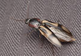 Attēlu rezultāti vaicājumam “Selatosomus cruciatus”