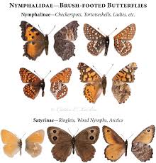 Attēlu rezultāti vaicājumam “Lepidoptera”