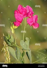 Attēlu rezultāti vaicājumam “Lathyrus tuberosus”