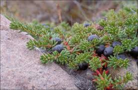 Attēlu rezultāti vaicājumam “Empetraceae”