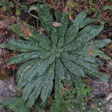 Attēlu rezultāti vaicājumam “Echium vulgare leaf”