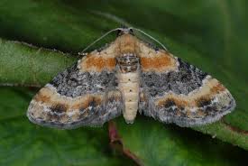 Attēlu rezultāti vaicājumam “Eupithecia linariata”