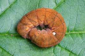 Attēlu rezultāti vaicājumam “Habrosyne pyritoides”